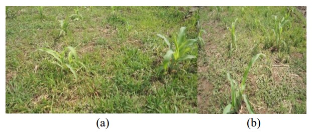 Screenshot of Corn Weed Detection