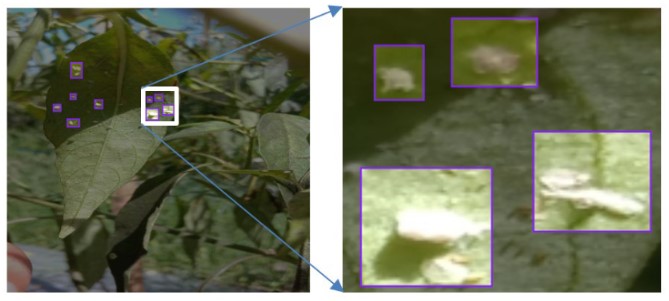Deep learning pest detection on Indonesian red chili pepper plant based on fine-tuned YOLOv5